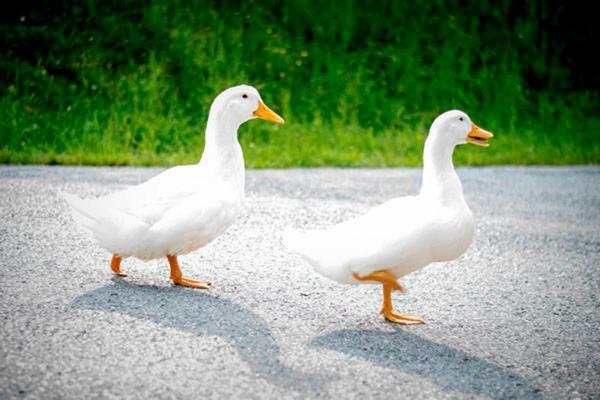 Ferienwohnung Payr Patergassen Dış mekan fotoğraf